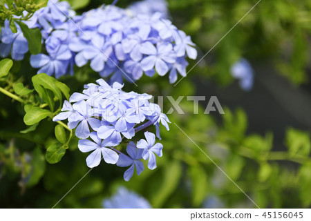 Ruri Matryu flower Ruri Matryu flower 45156045