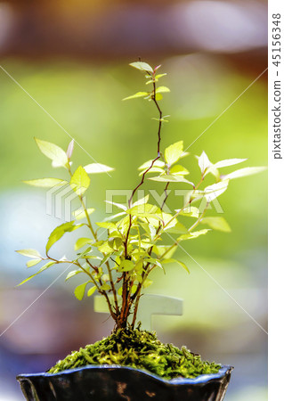 Flowerpot Flowerpot 45156348