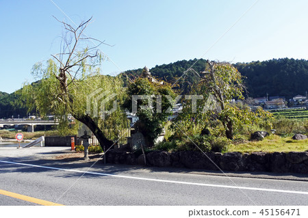 柳樹通過 45156471