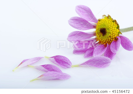 花,小國 花,小國 45156472
