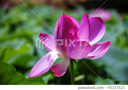Jeollabuk-do, Korea, Wanju, 45157521