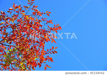 Akinire that turned red in red 45158542