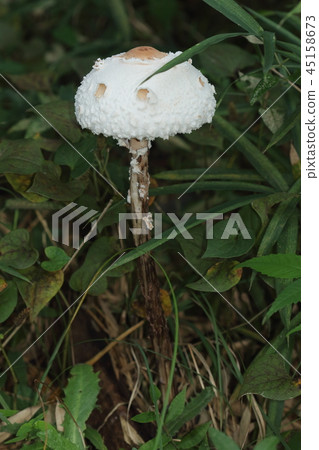 A natural mushroom, moss, and a large mushroom with a height of about 50 cm. White head sticks out of the bush 45158673
