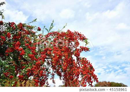 Piracantha用小紅色果子 45158961