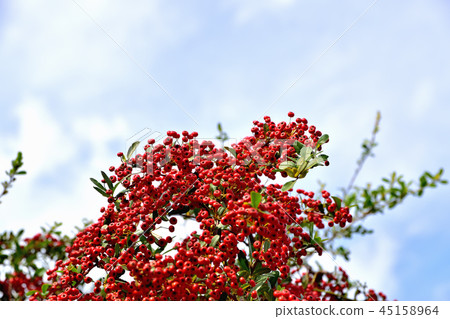 Piracantha with small red fruits Piracantha with small red fruits 45158964