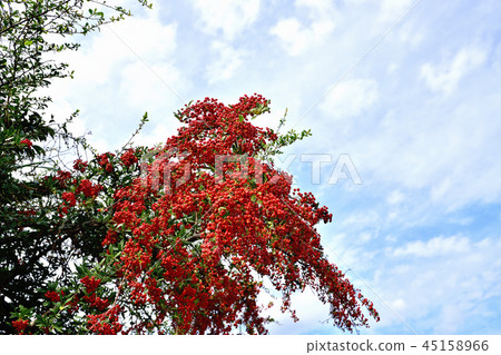 Piracantha with small red fruits Piracantha with small red fruits 45158966