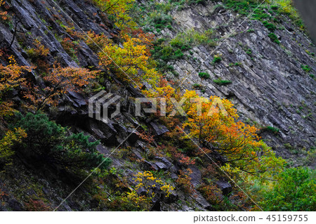 Autumn leaves of Kiyotsukyo 45159755