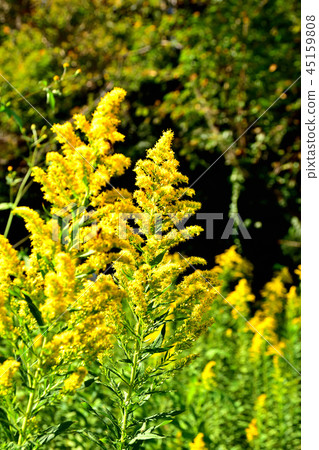 Red-tailed horse mackerel mistaken for ragweed Red-tailed horse mackerel mistaken for ragweed 45159808