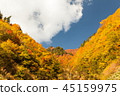 Blue sky and autumn leaves 45159975