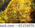 Autumn leaves stained glass 45159976