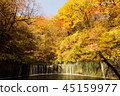 Shiraito Falls of autumn leaves 45159977