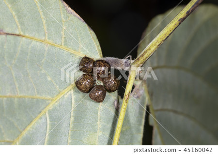 Marukomushi 45160042