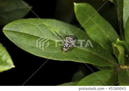 Mistletoe fly Mistletoe fly 45160043