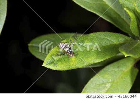 Mistletoe fly Mistletoe fly 45160044