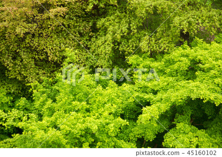 Naksan國家公園,Jeongeup,全北 Naksan國家公園,Jeongeup,全北 45160102