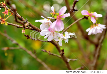 Juugatsusakura從秋天到春天開花 Juugatsusakura從秋天到春天開花 45160430
