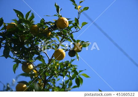 Seedling yuzu 45160522