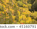 Mountain skin autumn leaves 45160791