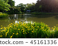 Flowers and ponds 45161336