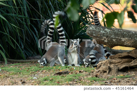 ring tailed lemur 45161464