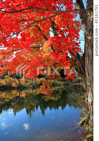 Kitatsukiyama Campsite Autumn leaves Kitatsukiyama Campsite Autumn leaves 45161791
