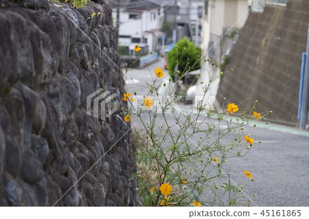 Sakagami Cosmos 45161865