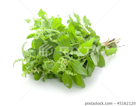 Holy basil on white background Holy basil on white background 45162120