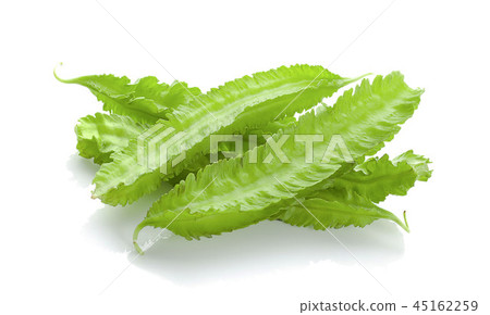 winged bean on white background 45162259