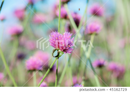 Wild flower in winter. Wild flower in winter. 45162729