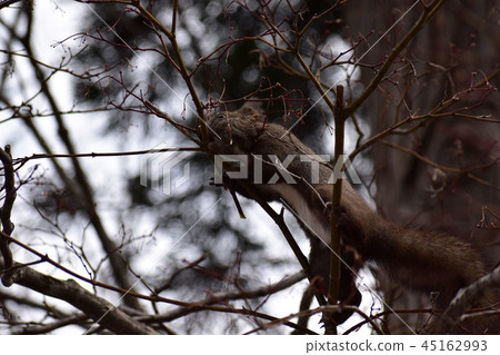 Ezolith collecting twigs desperately 45162993