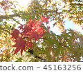 Autumn leaves 45163256