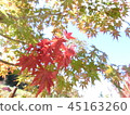 Maple  45163260