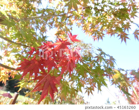 Maple Maple 45163260