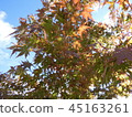 Maple and blue sky 45163261