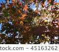 Colored leaves 45163262