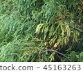 Cedar  45163263