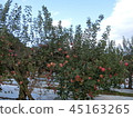 Apple farm 45163265