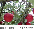 Ruby 45163266