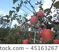 Apple Fuji 45163267