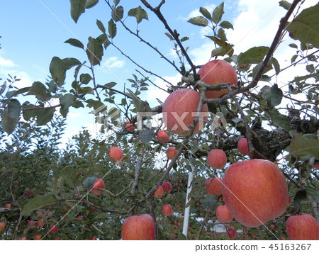 Apple富士 45163267