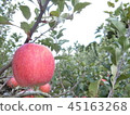 Fuji apple up 45163268