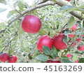 Apple red ball 45163269