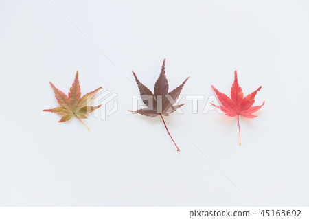 秋葉（圖像） 45163692