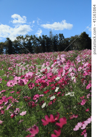 瀧野suzuran公園 45163864