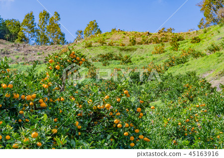 Tangerine picking Tangerine farms Tangerine field Tangerine picking Tangerine farms Tangerine field 45163916