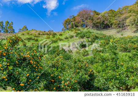 Tangerine picking Tangerine farms Tangerine field Tangerine picking Tangerine farms Tangerine field 45163918