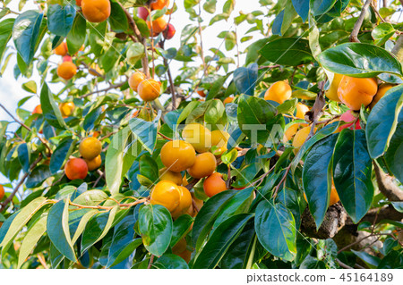 Kashibata Kashi Norin Fall Image 45164189