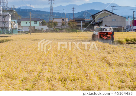 水稻收穫水稻栽培秋天圖像 45164485