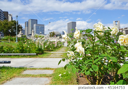 Scenery of Osaka Nakanoshima rose garden Scenery of Osaka Nakanoshima rose garden 45164753
