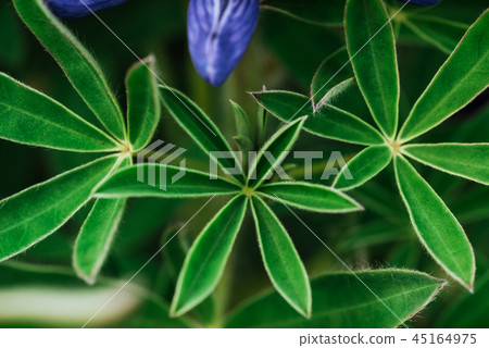 Close Up of Wild Lupine Leaves Close Up of Wild Lupine Leaves 45164975
